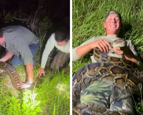 16-Foot-Long Python Caught by Teens in Florida Swamp