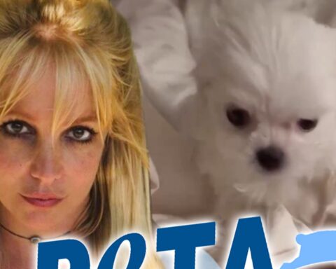 Britney Spears Slammed By PETA For Buying New Puppy
