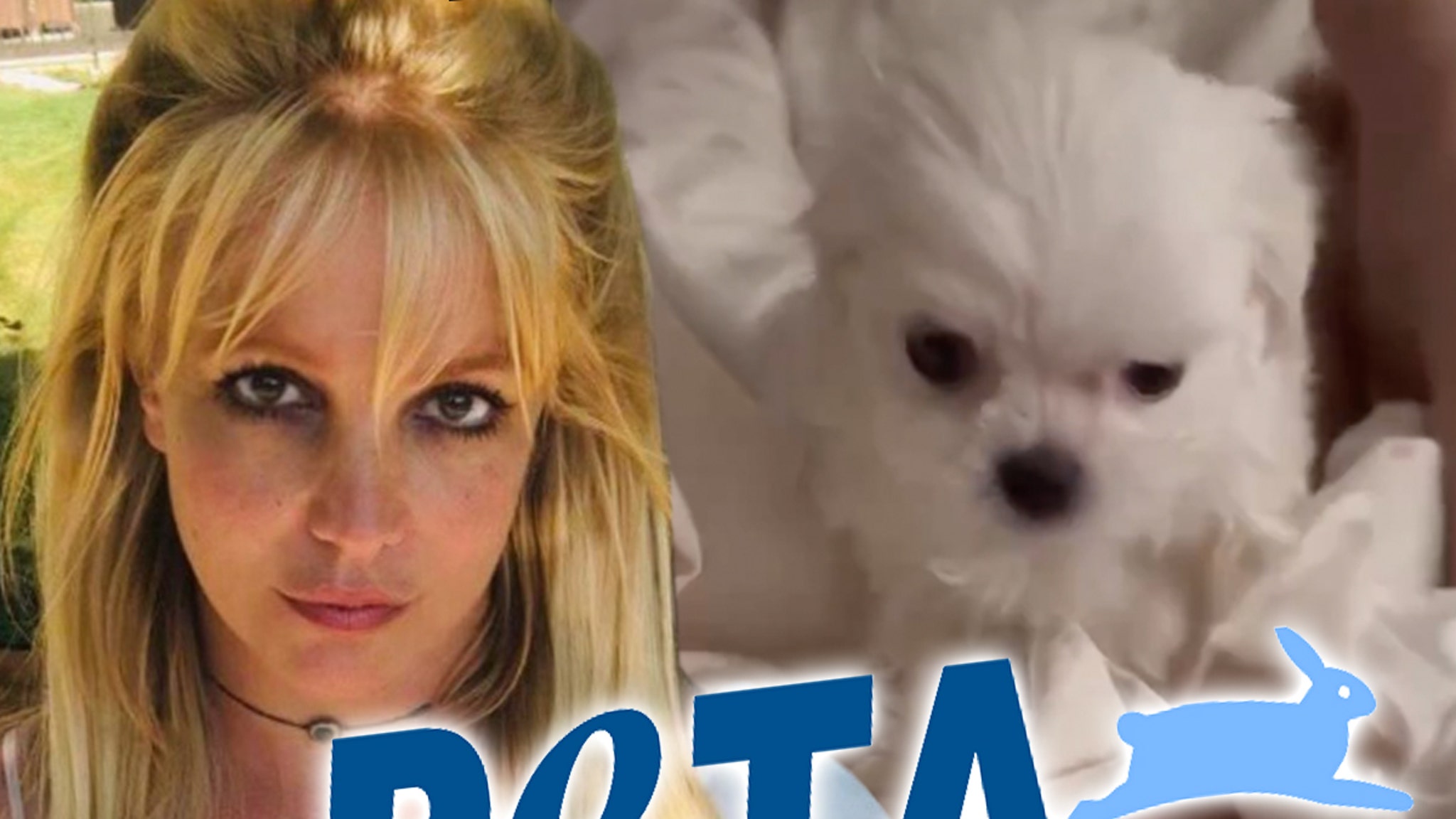 Britney Spears Slammed By PETA For Buying New Puppy