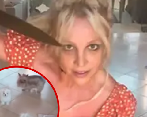 Britney Spears' Fans Want Dogs Taken Away After Dangerous Knife Video