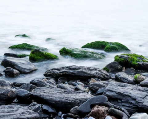 Why do Celebrities Use Sea Moss Supplements?